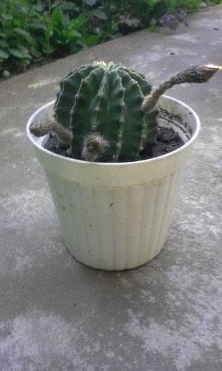 Cactus Echinopsis Silvestri(alb) - Cactusi si suculente