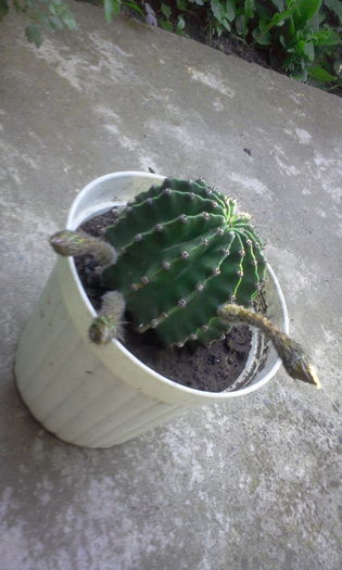 Cactus Echinopsis Silvestri(alb)