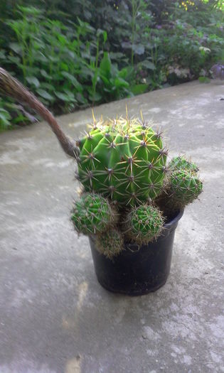 Cactus Echinopsis Eyriesii (alb cu roz)