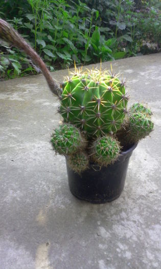 Cactus Echinopsis Eyriesii( alb cu roz) - Cactusi si suculente