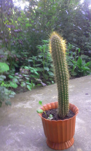 Fotografie0265 - Cactusi si suculente