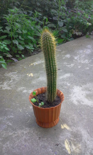 Fotografie0266 - Cactusi si suculente