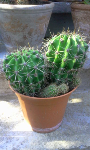 Fotografie0269 - Cactusi si suculente