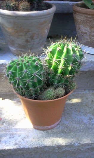Fotografie0270 - Cactusi si suculente