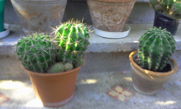 Fotografie0271 - Cactusi si suculente