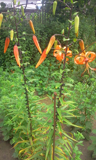 Crin Lilium Tigrinum