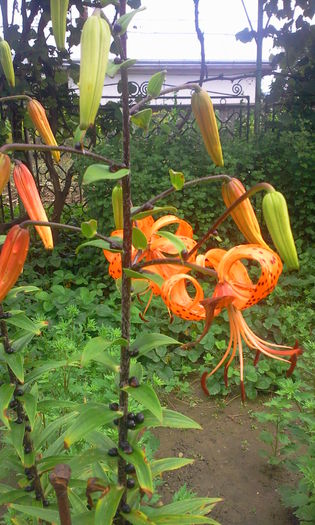 Lilium Tigrinum - Crini de gradina 2015- prezent