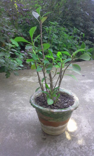 Euphorbia - Euphorbia si Hoya