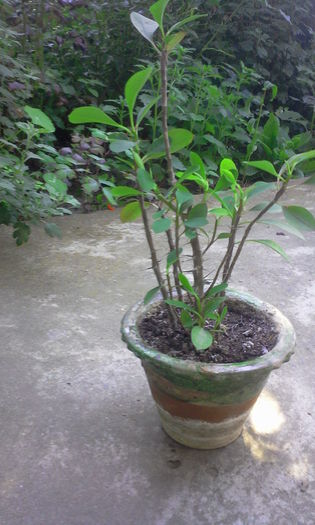 Euphorbia - Euphorbia si Hoya