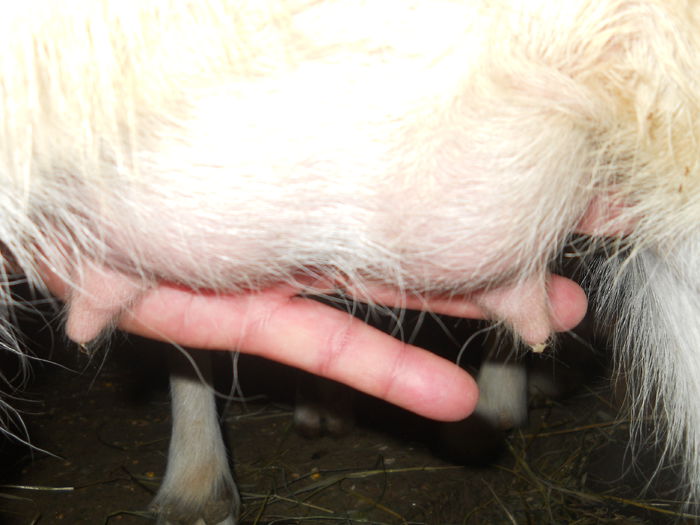 ciudatenie?iada nefatata vreodata careia i-a venit lapte - CAPRE ALBE SI BALTATE - AU RAMAS DOAR AMINTIRE