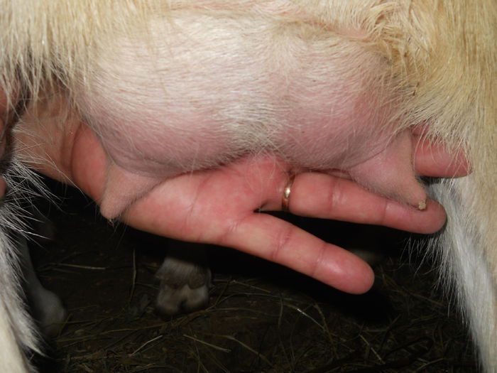 s-a montat in 17 iulie si de atunci i-a venit lapte , trebuie sa o mulg zilnic ! - CAPRE ALBE SI BALTATE - AU RAMAS DOAR AMINTIRE