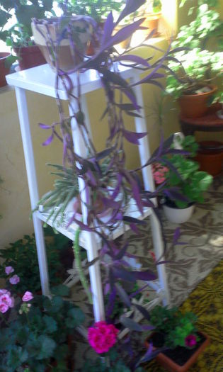 tradescantia zebrina - Flori de interior