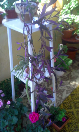 tradescantia zebrina