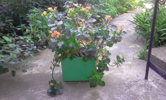 Kalanchoe - Alte flori