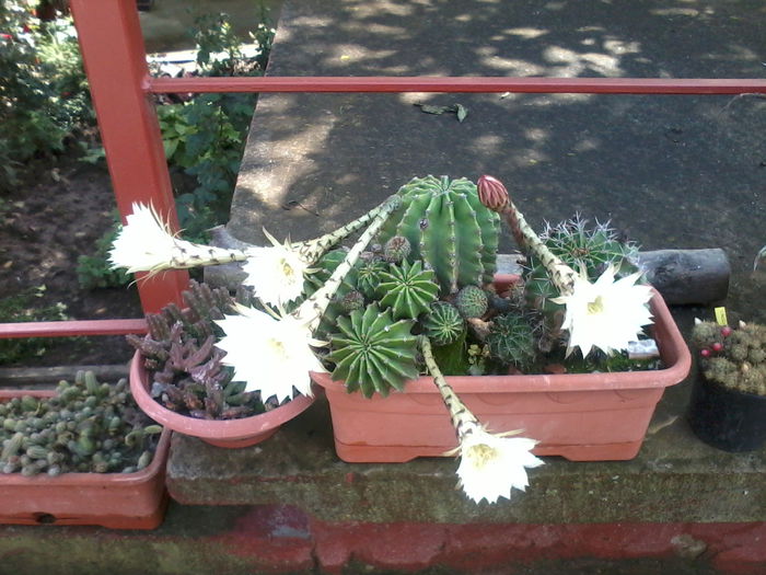 Fotografie-0007 - Florile mele 2