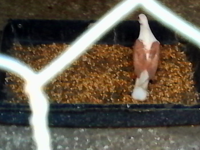 IMG_20140720_152127 - ARHIVA