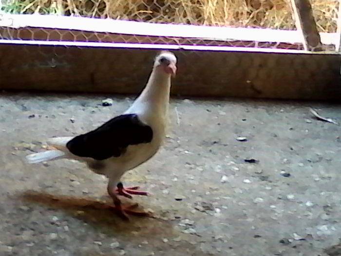 IMG_20140720_152407 - ARHIVA