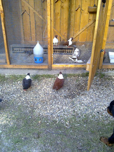 strasseri - voliera mea