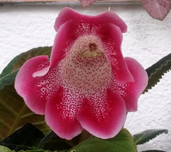  - Gloxinia