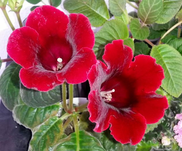 Etoile de feu - Gloxinia