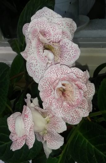 Milye Vesnush - Gloxinia