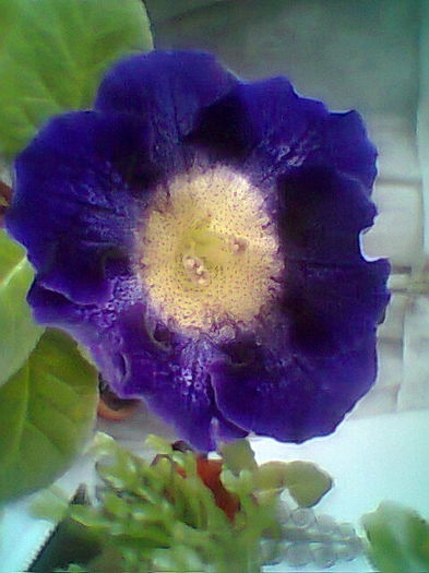 Tigrina blue Singapore