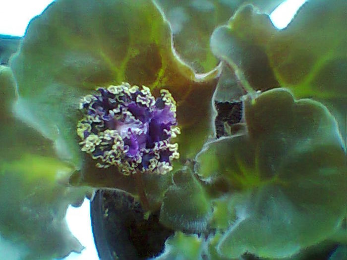 Purple Passion