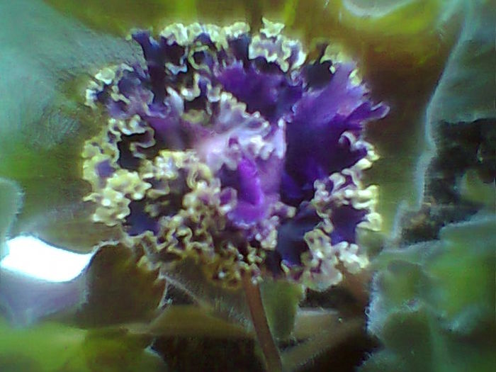 Purple Passion