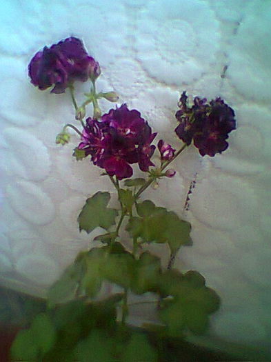 Muscata Mara94