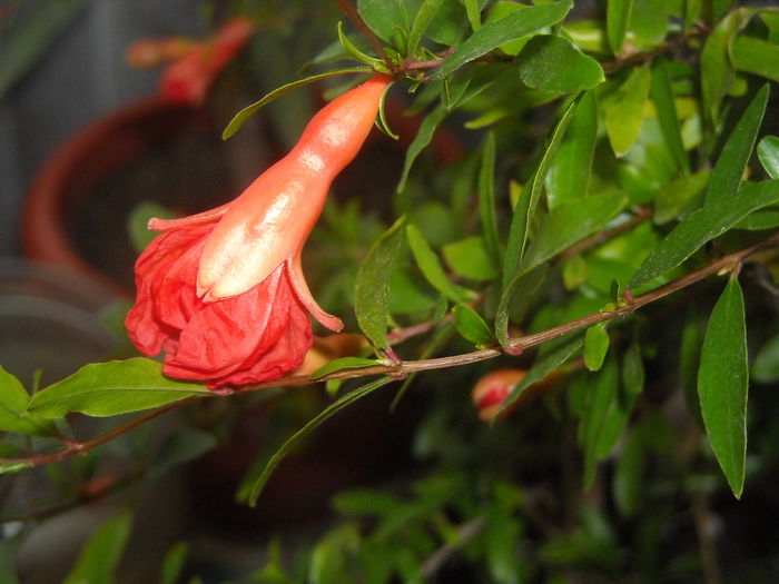 Rodiu pitic - 0 Zambetul florilor