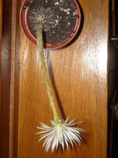 Un tepos - 0 Zambetul florilor