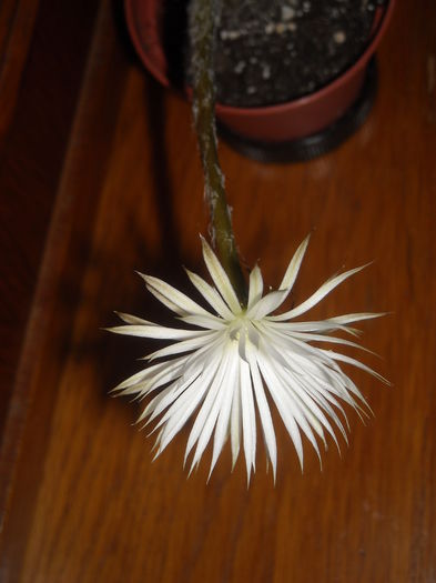 super parfumat ! - 0 Zambetul florilor