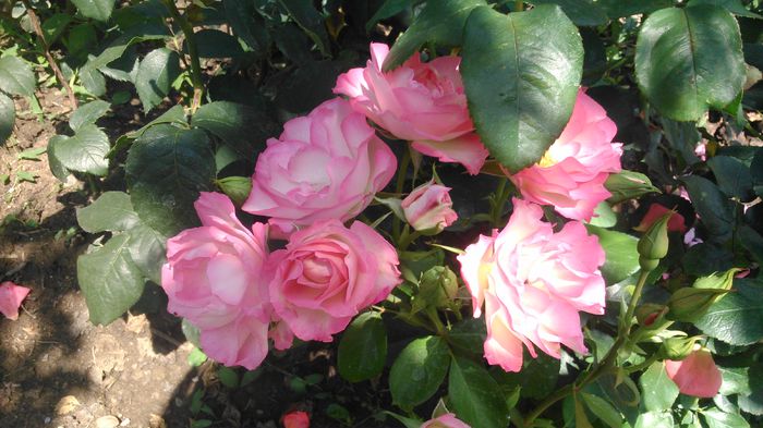 DSC_0413 - TRANDAFIRI 2014 IV