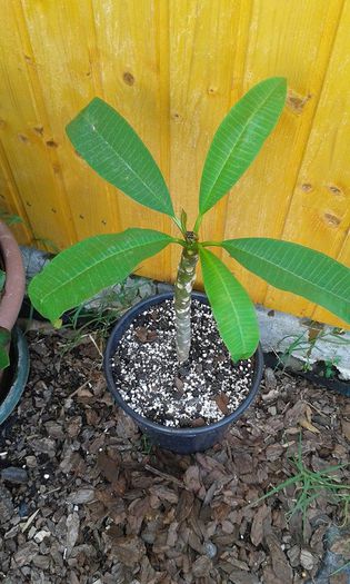 plumeria siam red - achizitie noua plumeria august 2014