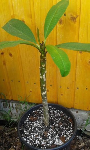 plumeria siam red2 - achizitie noua plumeria august 2014