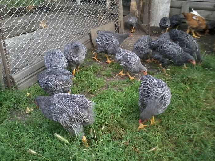 plymouthrock barat diferite varste