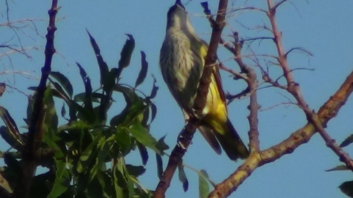 pe el il vad foarte rar,cateva sec. - grangurii de la oras-langa bloc