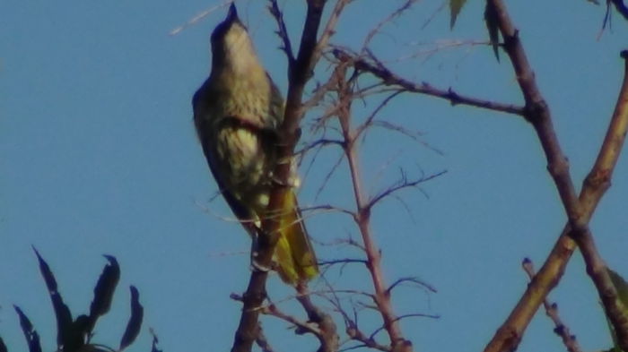 probabil au grija de pui si nu au timp
