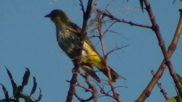 poate va aparea cu puii printre crangile copacilor