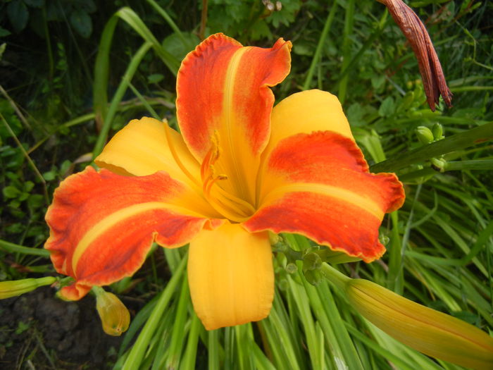 Hemerocallis Frans Hals (2014, July 10)