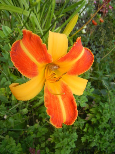 Hemerocallis Frans Hals (2014, July 10)