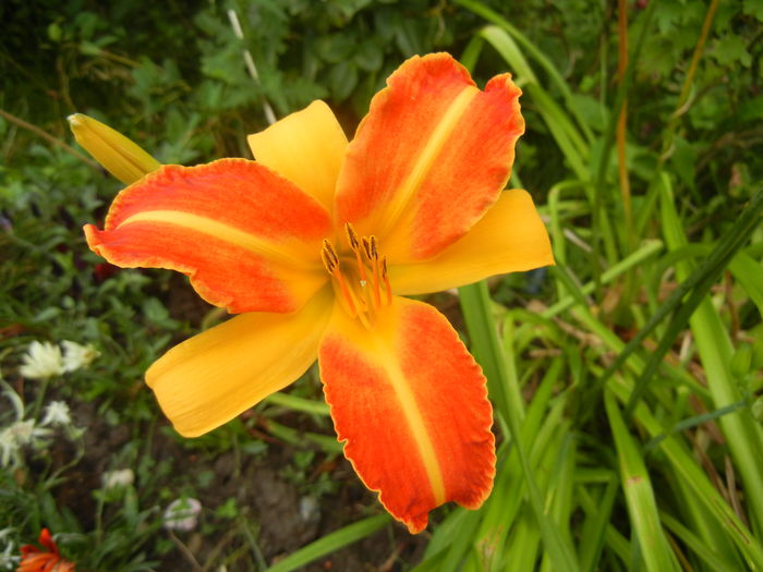 Hemerocallis Frans Hals (2014, July 11)