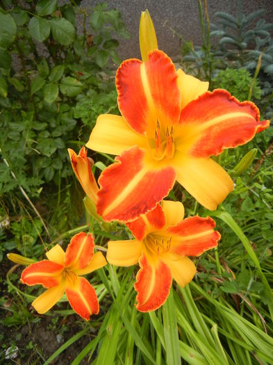 Hemerocallis Frans Hals (2014, July 11) - Hemerocallis Frans Hals