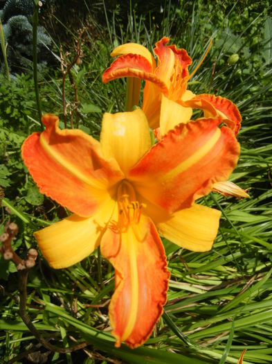 Hemerocallis Frans Hals (2014, July 19)