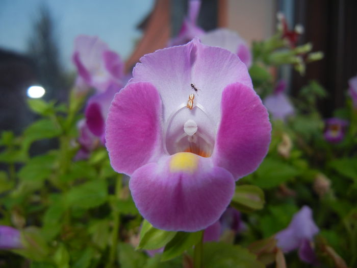 Torenia Rose Dream (2014, July 10)