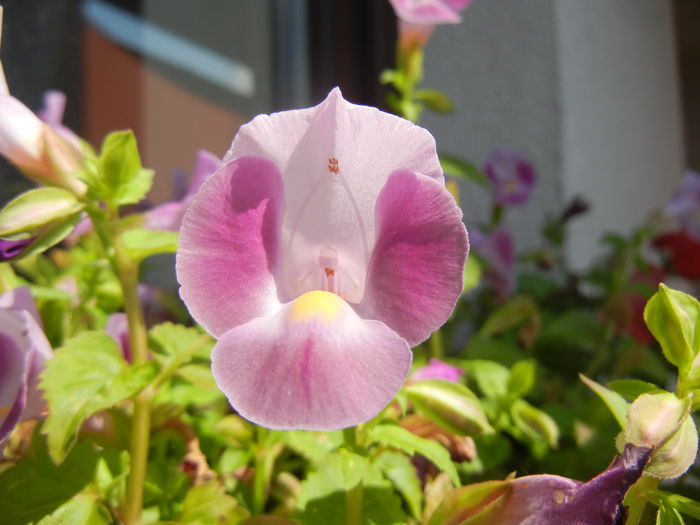 Torenia Rose Dream (2014, July 19)