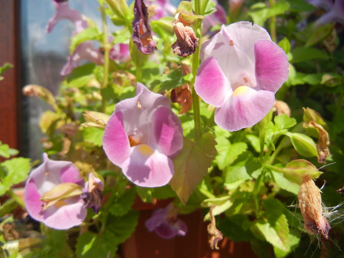 Torenia Rose Dream (2014, July 19)