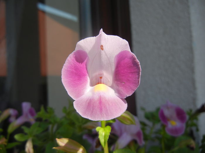 Torenia Rose Dream (2014, July 19)