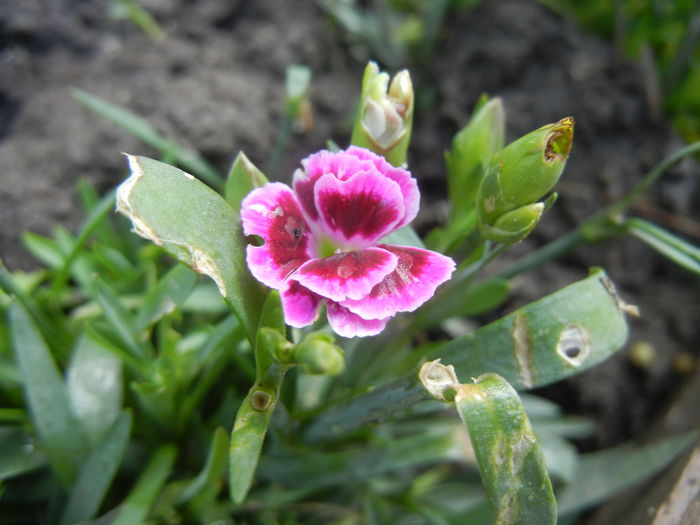 Dianthus Pink Kisses (2014, July 10) - Dianthus Pink Kisses