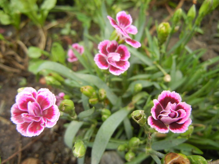 Dianthus Pink Kisses (2014, July 11)